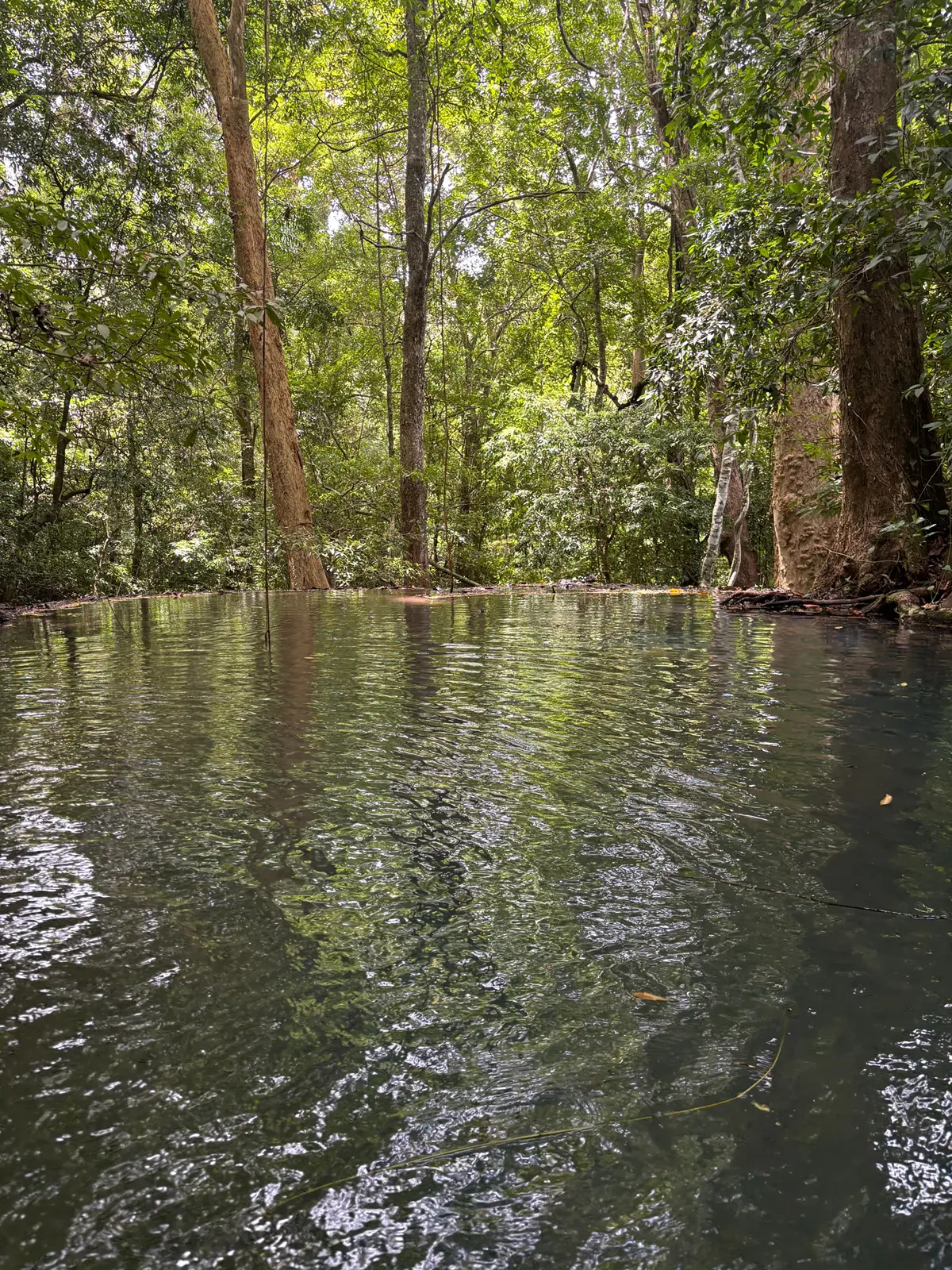 Jungle Lunch Experience in Sri Lanka