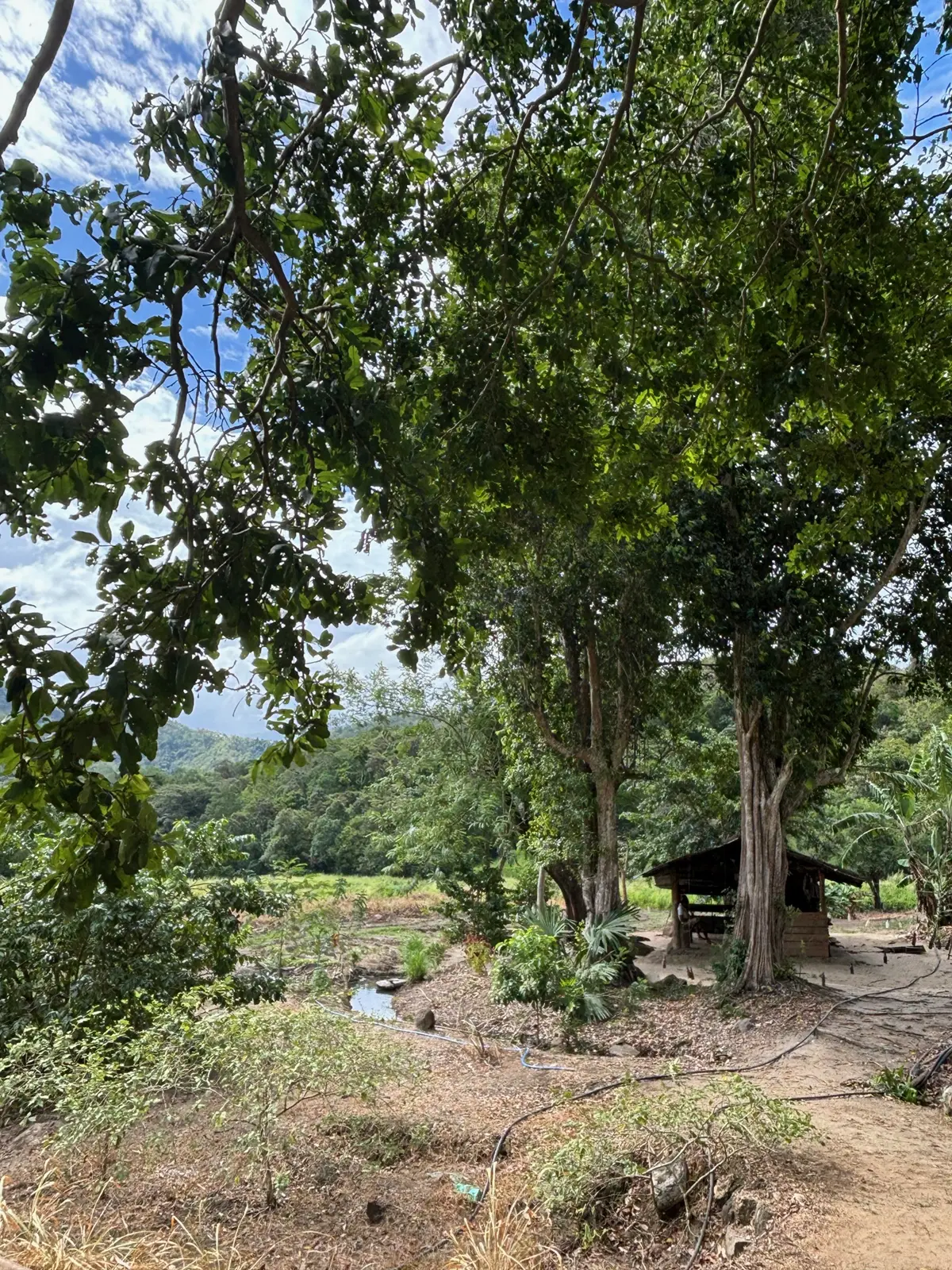 Explore Jungle Lunch and Trek in Sri Lanka